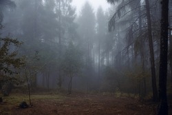 Dense evergreen pine forest deep in the mountain which is shrouded in thick fog. A photo of a foggy forest. A mysterious photo of a densely misty forest.