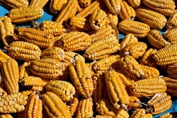 Native Corn harvest from small producers in the Sacred Valley of the Incas