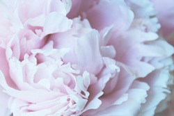 beautiful pink and white peony flowers close up