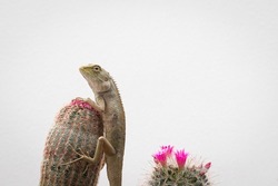 golden brown skinned chameleon perched on a cactus garden with white wall background