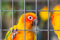 Yellow and orange parrot in a cage at public park