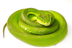 Green pit viper(Asian pit viper) isolated on white 