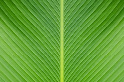 Banana green leaf closeup background use us space for text or image backdrop design.