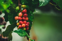 Close up Fresh organic red coffee cherries, raw berries coffee beans on coffee tree plantation.