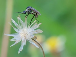 Hymenoptera is one of the biological order of insects, which among others consists of wasps or wasps, bees, and ants. This name refers to the membranous wings of insects, and is derived from Ancient G