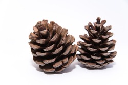 fir cones on a white background