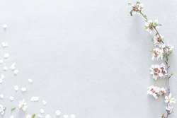 Stem with almond tree flowers on the right side and randomly dispersed white petals covering the lower left corner on a gray background with empty space for editing