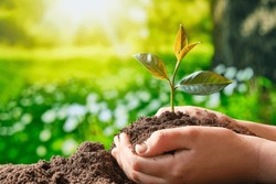 child's hands picking up a handful of soil with a sprout of a green plant inside illuminated by the sunset sun on defocused nature background