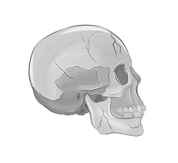 volume of the human skull