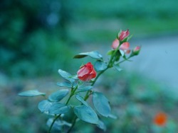 Little red roses with buds on blurred background. Small roses bush blooming in the park. Rosebuds with drops of water after rain. Care of garden roses shrubs