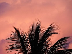 Sunrise or sunset sky with colourful clouds, blue orange yellow hues and coconut tree shadow