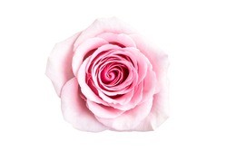 Isolated Beautiful rose on white background