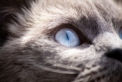 Cat eye in macro. Scottish straight ear cat face close up. Blue eyed cat portrait with gray fur looking around. Shallow depth of field photo. Selective focus on eye.