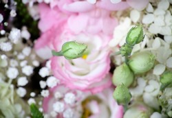Fresh pink rose flowers bouquet close up with selective focus. Close up flower bouquet background. Shallow DOF