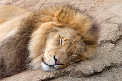 Portrait of a male lion lying on a rock shaking sleeping. Male lions spend 18 to 20 hours a day sleeping, and following a large meal, lions may even sleep up to 24 hours.