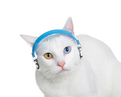 Portrait of a white cat with heterochromia, odd-eyes, wearing headphones looking at viewer, ears back with perturbed expression. Isolated on white. Animal antics portraying listening to music. 