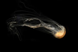 Illuminated jellyfish on black dark background. Jellyfish have a gelatinous umbrella shaped bell and trailing tentacles. The bell can pulsate for locomotion, stinging tentacles used to capture prey.