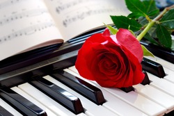 large red rose on the keys of a musical instrument, close-up with a blurred background, partial sharpness. as a compliment
