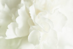 White Flower Background, Sympathy Card, White Carnation Wedding Background, Floral Macro Closeup