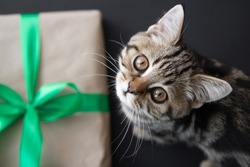 cat on a black background with a gift