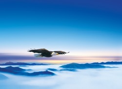 An eagle soaring above the landscape