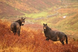     Two Exmoor ponies on hill side in autumn bracken looking at camera with a background of autumn colors, Exmoor, North Devon, England.                           