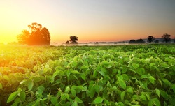 Soy field and soy plants in early morning. Soy agriculture