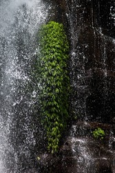 Shining falling water and splashes on lush green foliage of tropical plant on brown wet rock - jungle waterfall closeup, texture, vertical.  Scenic landscape from travel.