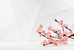 Pink cherry sakura flowers on twig as decoration in soft light elegant modern interior in geometric minimalist style - lines, polygon shape as beautiful floral spring season stage for advertisement.
