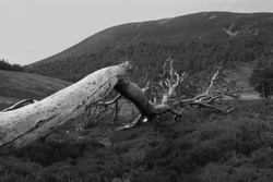 A black and white image along the trun of a dead, fallen tree in the Scottish Highlands