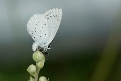 A closeup image of a white butterfly sitting in profile on a green flower with it's wings closed.  Although a common blue the white undersides of the wings are spotted with black dots.