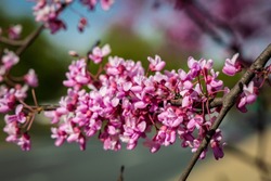 Macro and Close-Up Photos of Cherry Blossoms, Red Buds, and other flowering trees in the DC and Maryland region, this spring.