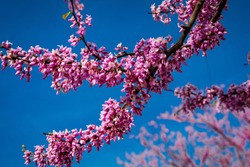 Macro and Close-Up Photos of Cherry Blossoms, Red Buds, and other flowering trees in the DC and Maryland region, this spring.