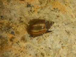 Snail in a pond in the Pyrenees in Southern France.