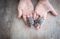 Small turtles children hand rough background