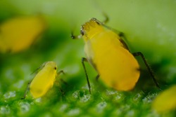 Small parasite. Yellow aphid on a leaf suck the sap of the plant. Small aphid gathered in a colony feed on the plant's sap. Close up shot.