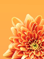 bright floral summer background of orange chrysanthemum. Mobile photography