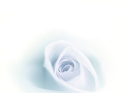 Beatiful blurred blue rose faded on white background.