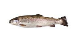 Rainbow trout - Oncorhynchus mykiss - Trota Salmonata isolated on white