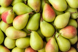 Pears, Large Group, Background – Italian Cultivar of Green Pear 