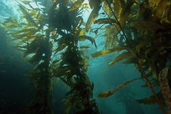 Seaweed kelp floating at California underwater ocean reef                      