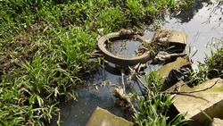 Poor drainage in pastures causes clogged and dirty water