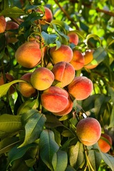 Fresh, ripe peaches on the tree. Rich harvest of peaches. Ripe fruits on the peach tree in the garden. Homegrown, organic peaches