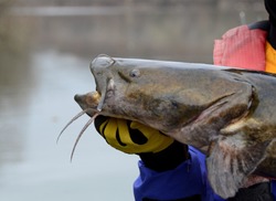 A closeup profile view of a large brown olive colored flathead catfish fish head eyes and barbel whiskers being held horizontally by a gloved hand