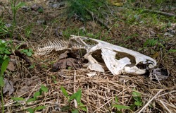 A sun bleached white skull and partial skeleton of channel catfishlaying in some dried grass and green leaves in the sun