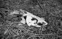 A black and white front quarter view of a sun bleached white skull and partial skeleton of channel catfish laying in dead grass in the sun