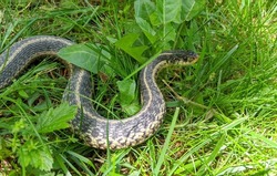 Off center top down view of a common garter snake sitting in an s-shape in the green grass