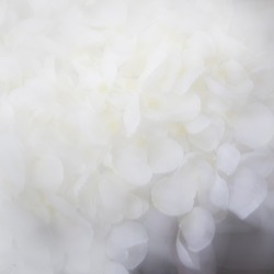 Soft and airy close up of real white fluffy hydrangea petals. Abstract soft focus. Background. 