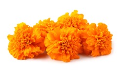 Marigolds isolated on white background