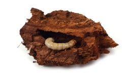 Wood worm is eating rotten piece of wood